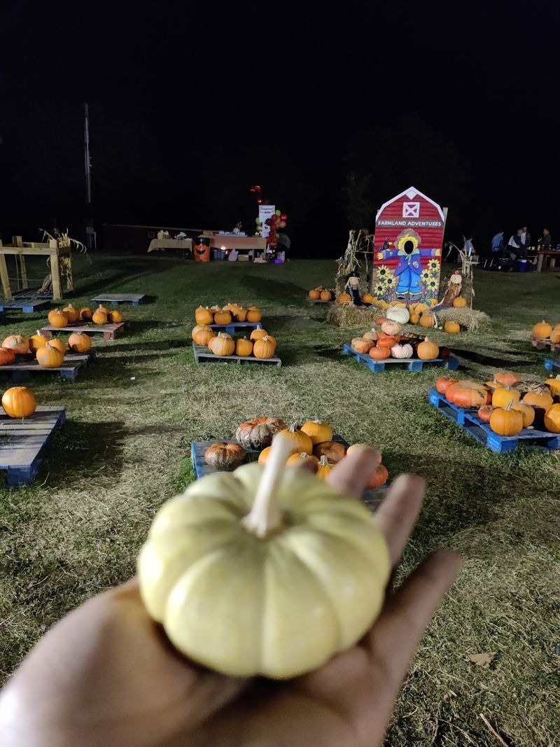 Pumpkin Fields Glow With Autumn Color