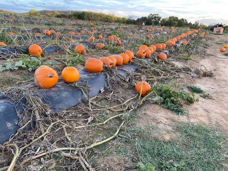 Pumpkin Fields Glowing With Autumn Color