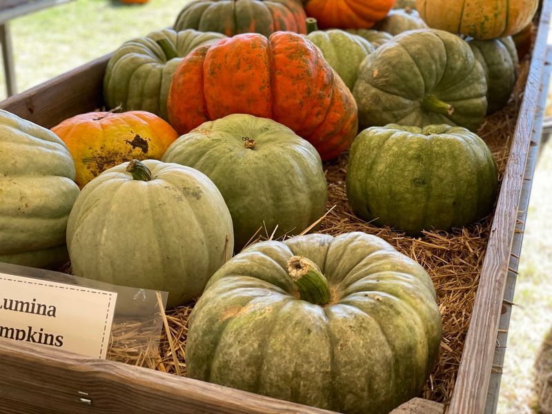 Pumpkin Fields Turn The Grounds Into An Autumn Scene