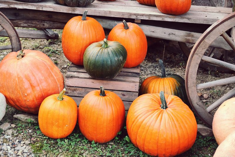 Pumpkin Harvest Festival, Saco