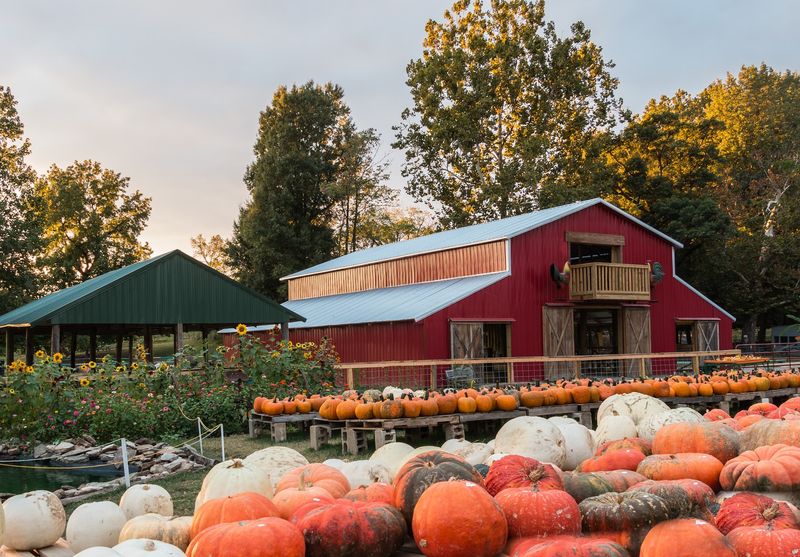 Pumpkin Hollow, Piggott Pumpkin Hollow, Piggott