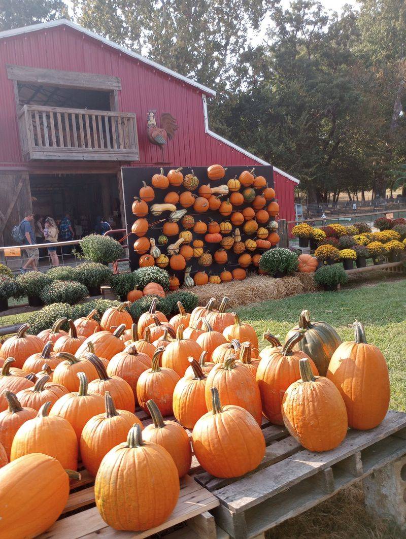Pumpkin Hollow, Piggott