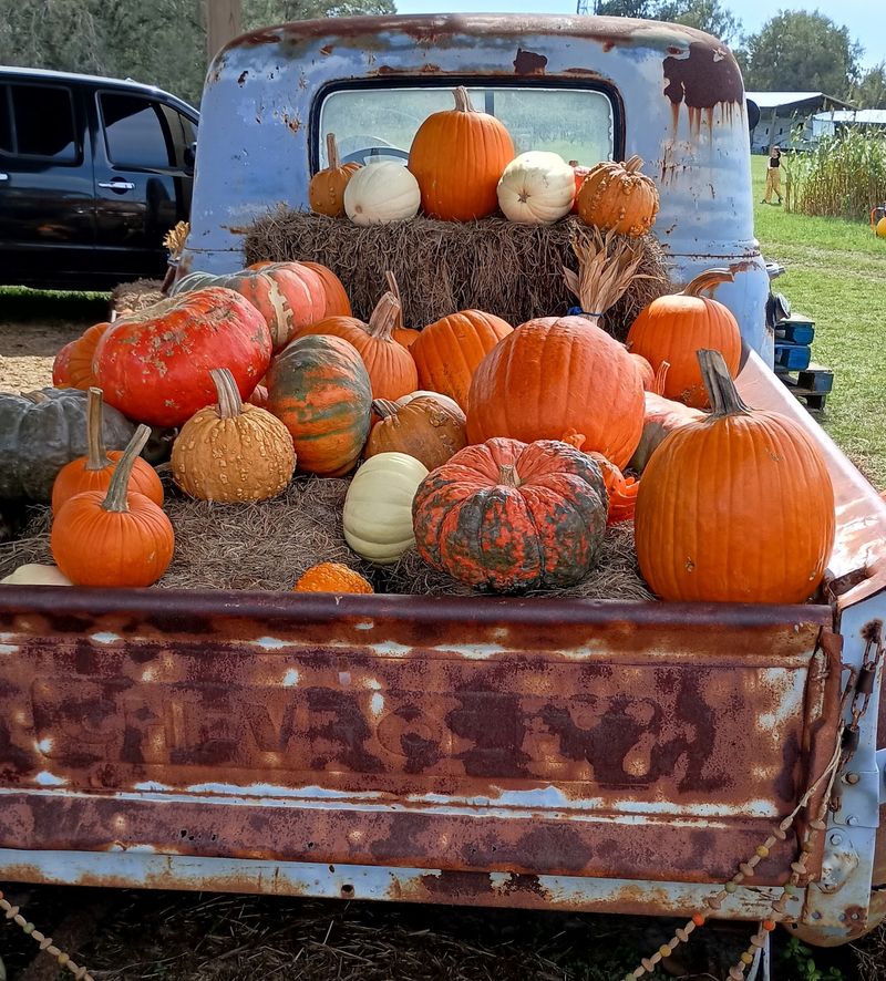 Pumpkin Patch Picking Made For Little Hands Pumpkin Patch Picking Made For Little Hands