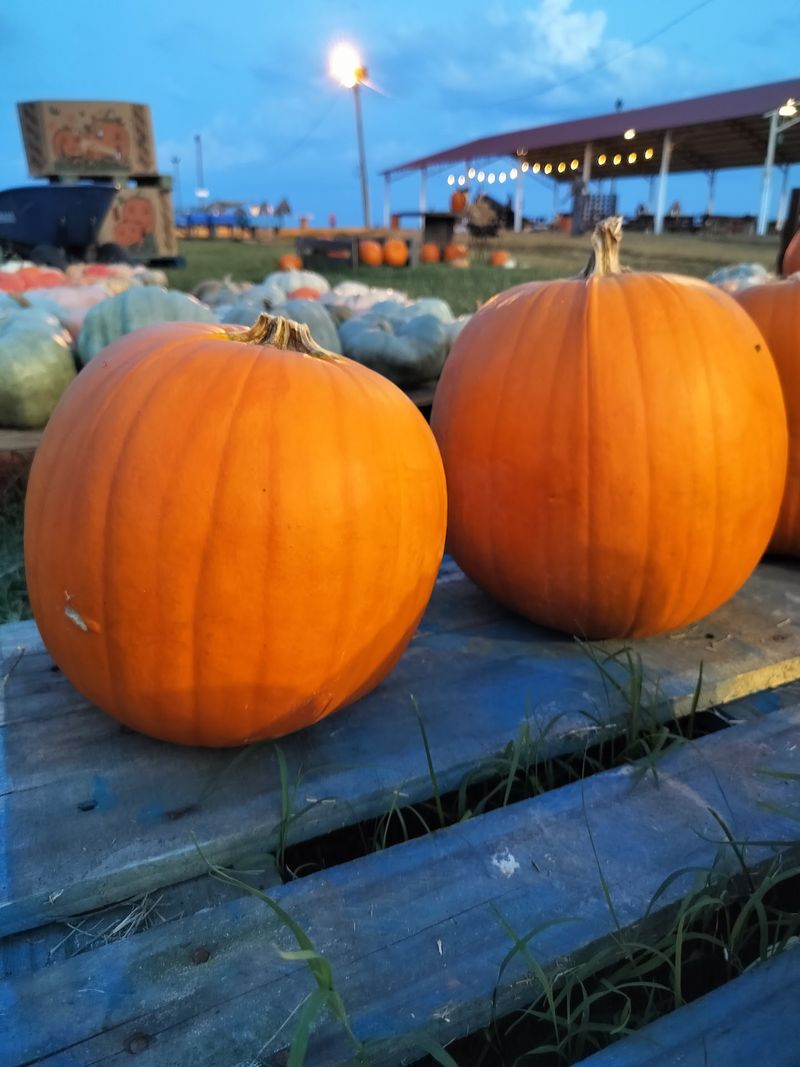 Pumpkin Picking Adds Another Reason To Visit This Fall