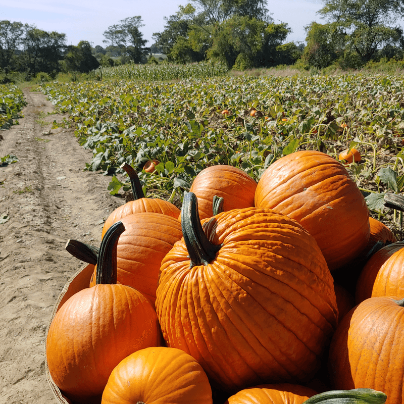 Pumpkin Picking And The Magic Of October On The Farm