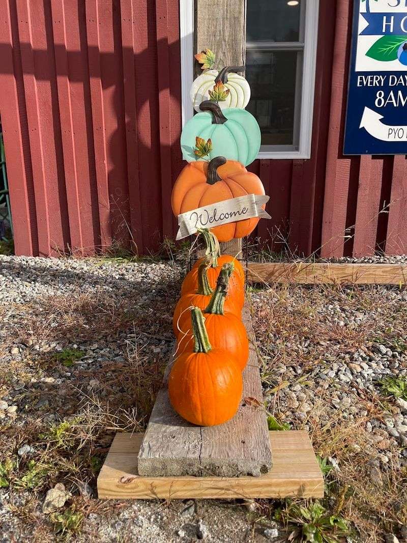 Pumpkin Picking When The Season Turns Golden