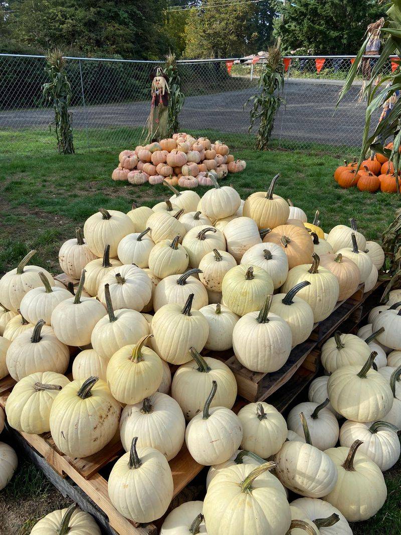Pumpkin Season Brings Out The Whole Family