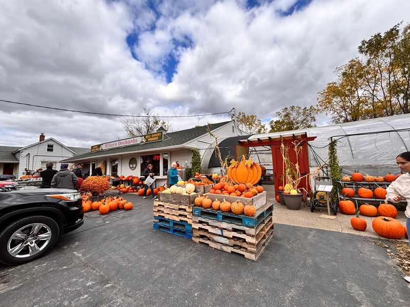 Pumpkin Season Gets Serious
