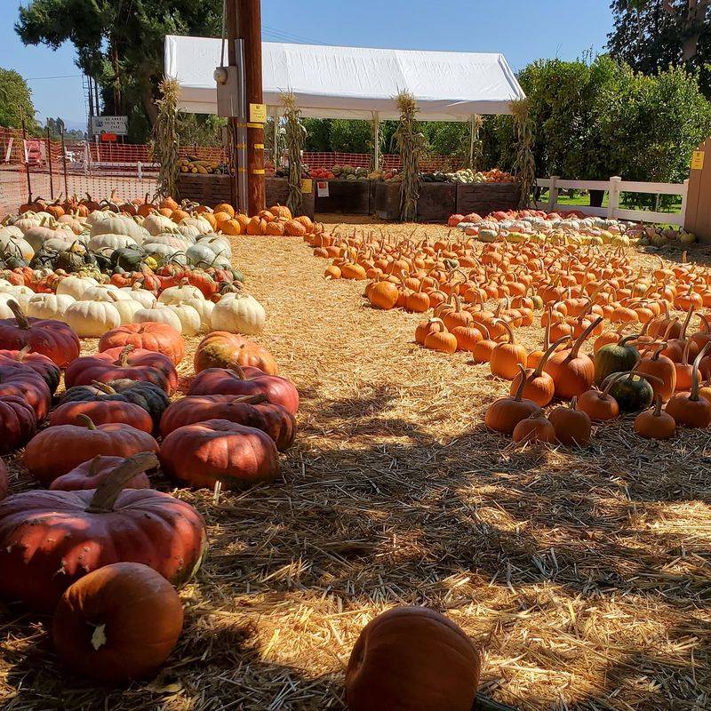 Pumpkin Season Without The Ticket Price Pumpkin Season Without The Ticket Price