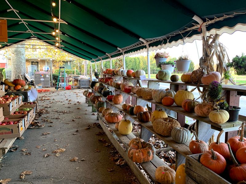Pumpkins Come Straight From The Patch