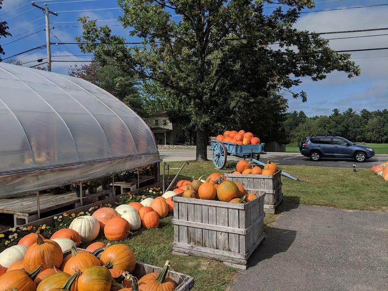 Pumpkins, Corn Mazes, And Pure Autumn Vibes
