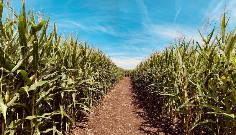 Pumpkins, Corn Mazes, And The Famous Apple Cannon Pumpkins, Corn Mazes, And The Famous Apple Cannon