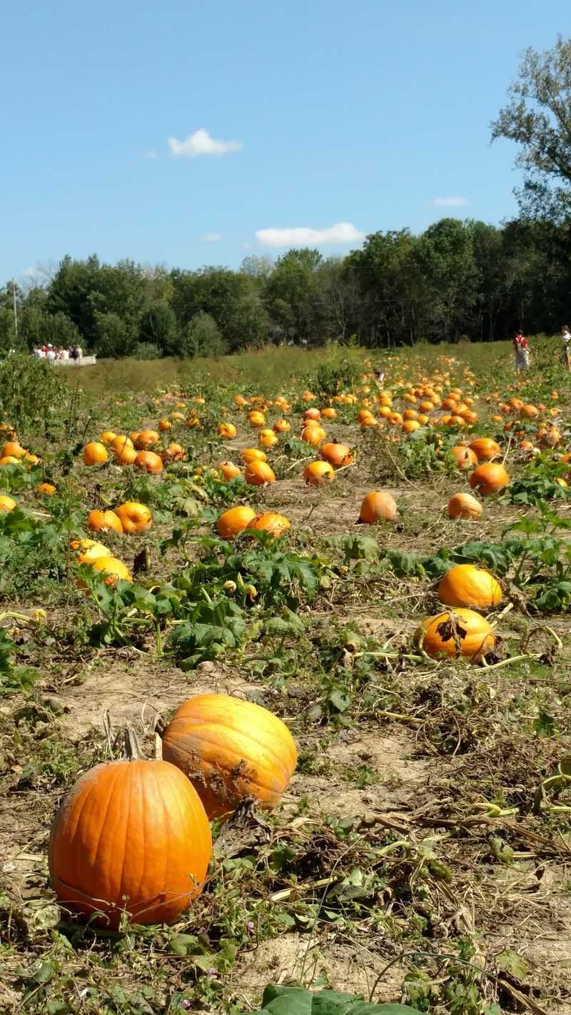Pumpkins, Gourds, And Fall Treasures