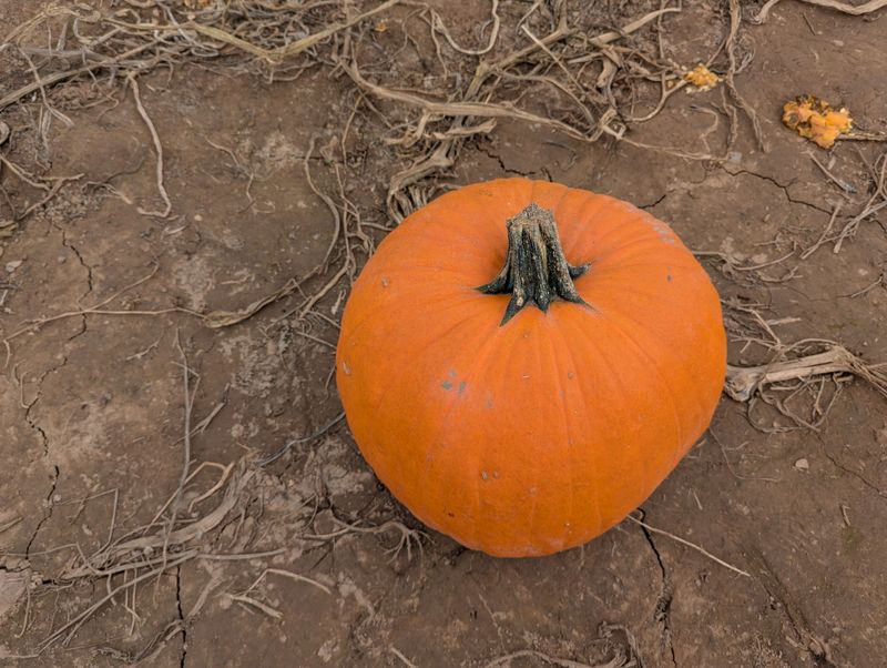 Pumpkins Have An Early Clock