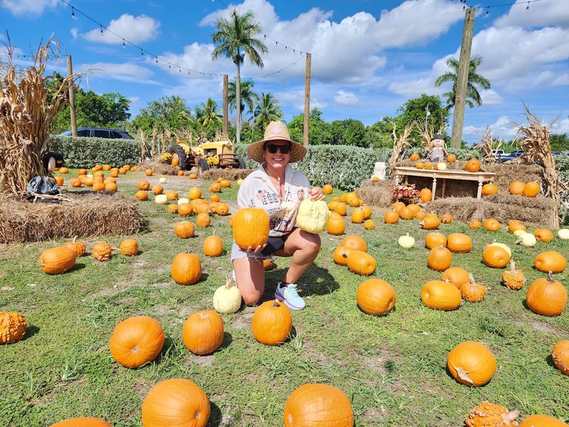 Pumpkins In Palm Tree Land Pumpkins In Palm Tree Land
