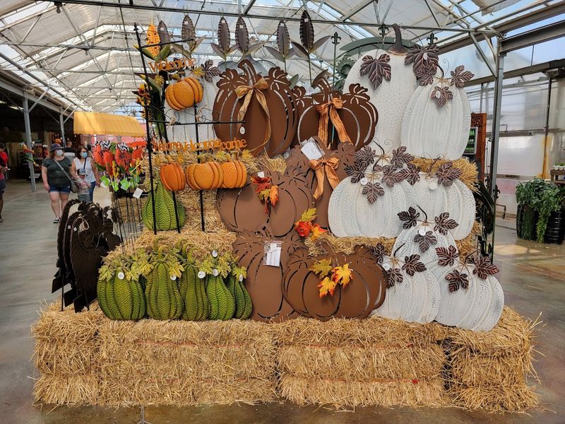 Pumpkins Meet Dinosaur Drama