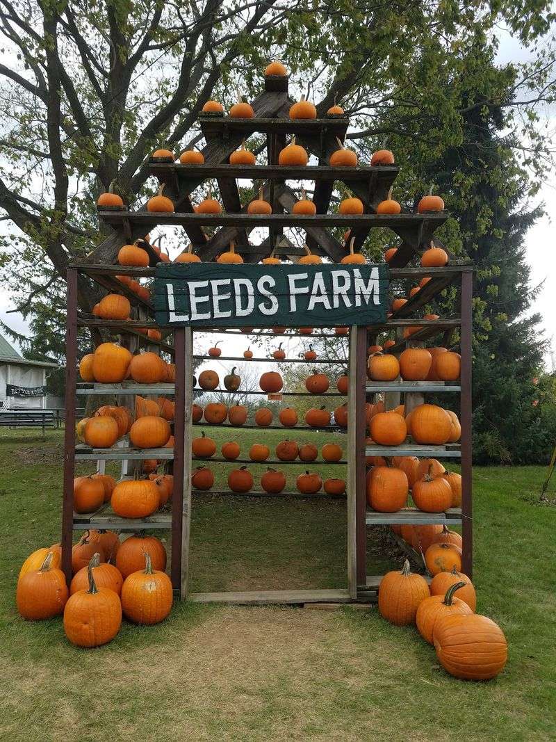 Pumpkins You Will Not Find At The Grocery Store