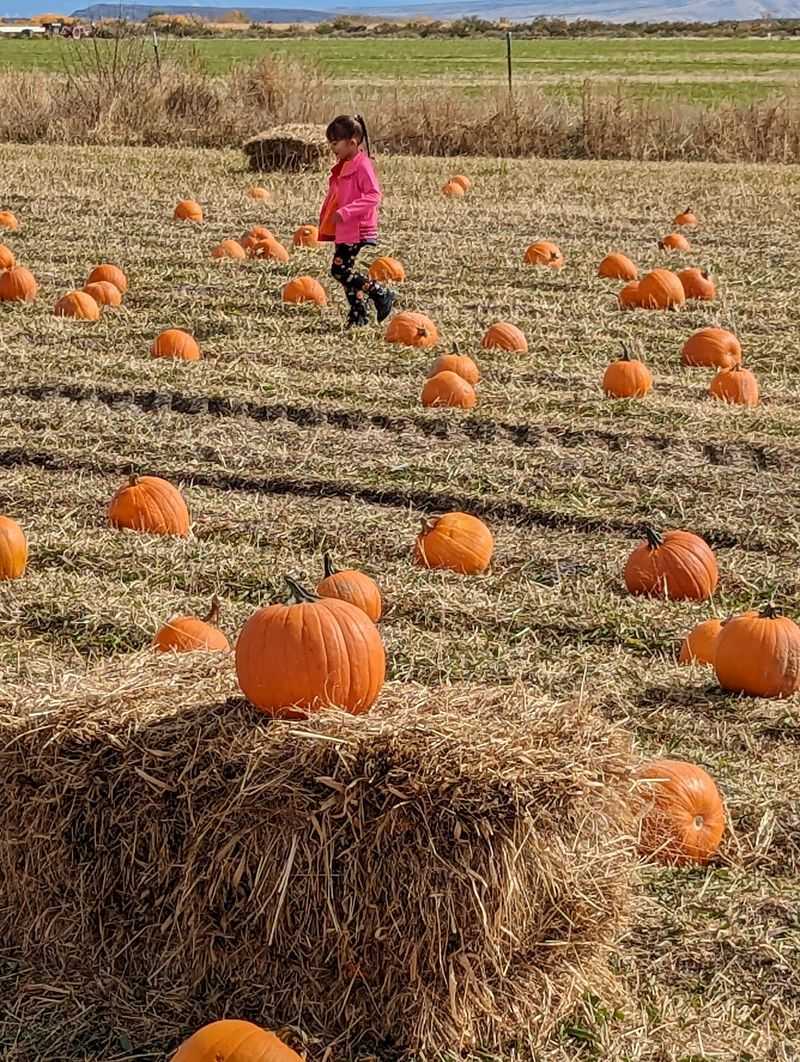 Punk's Pumpkin Patch, Delta, CO
