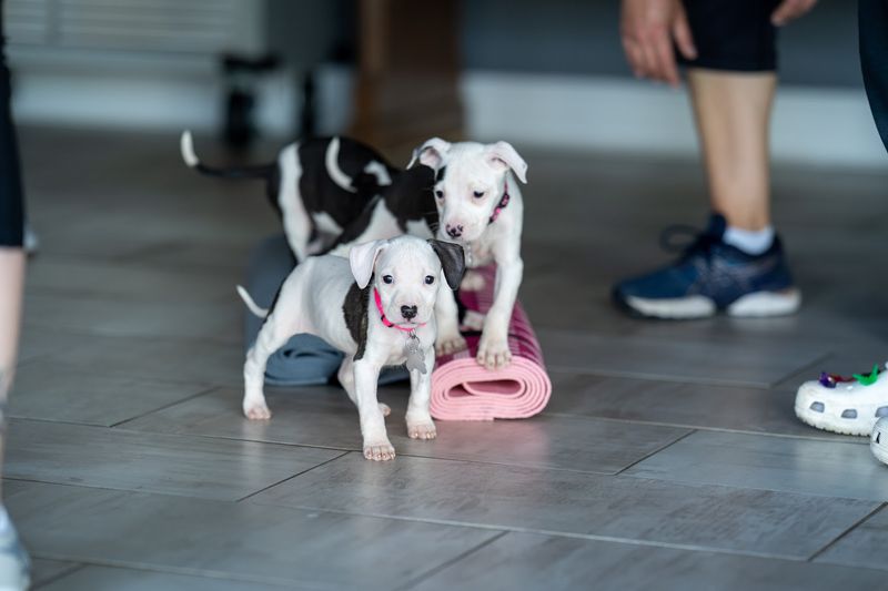 Puppy Yoga In Elgin 