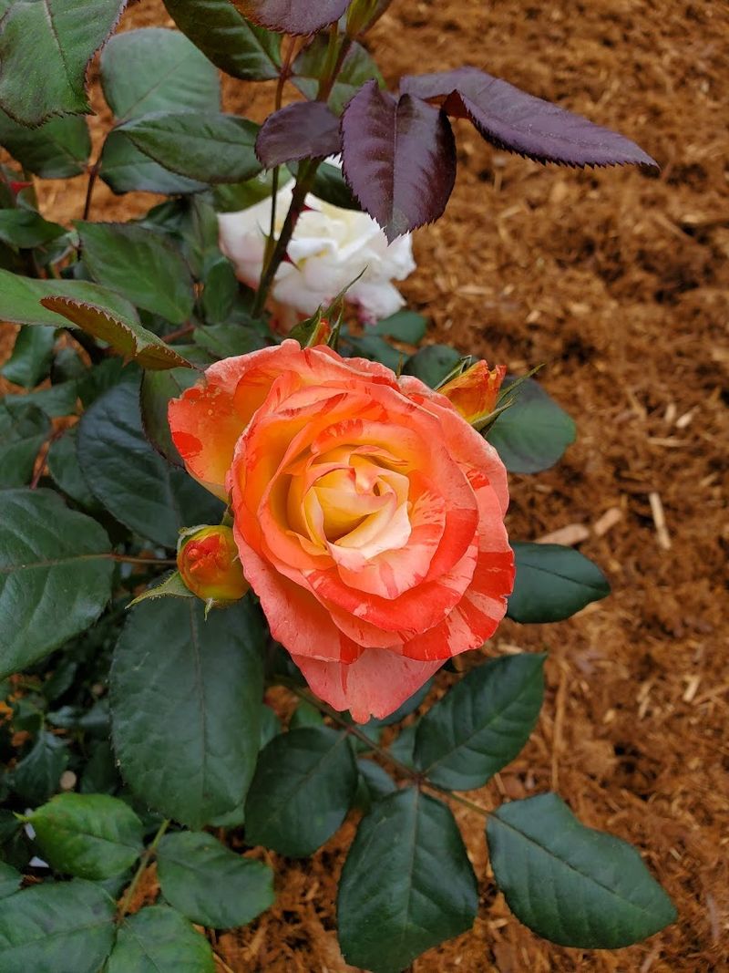 Anniversary Rose Garden