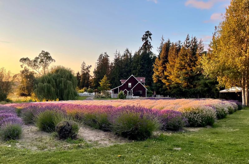 Purple Haze Lavender Farm, Sequim, WA