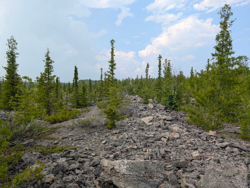 Fossil ID Essentials