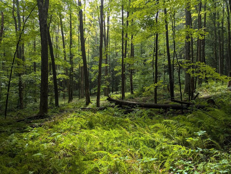 Quehanna Trail, Moshannon And Elk State Forests