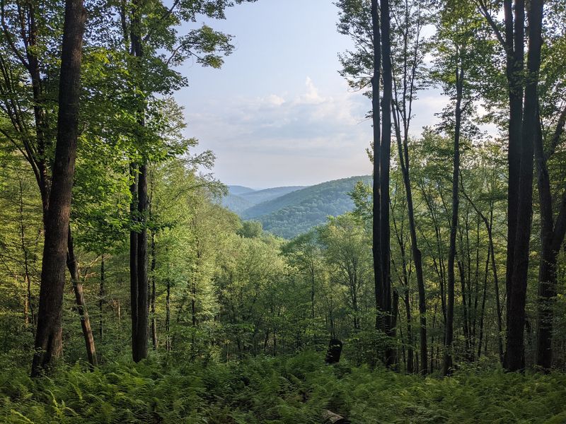 Quehanna Trail, Quehanna Wild Area