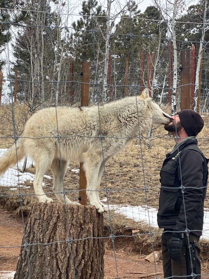 The Wolf Encounter That Turns a Casual Visit Into a Bucket List Moment