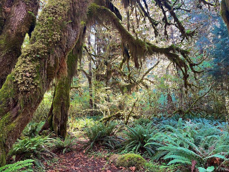 Quiet Enough To Hear The Forest Breathe