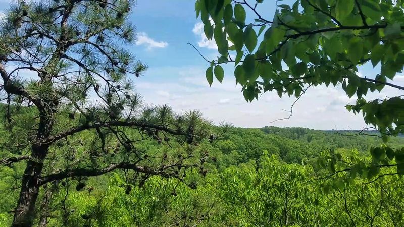 Quiet Forest Magic On The Blue Loop