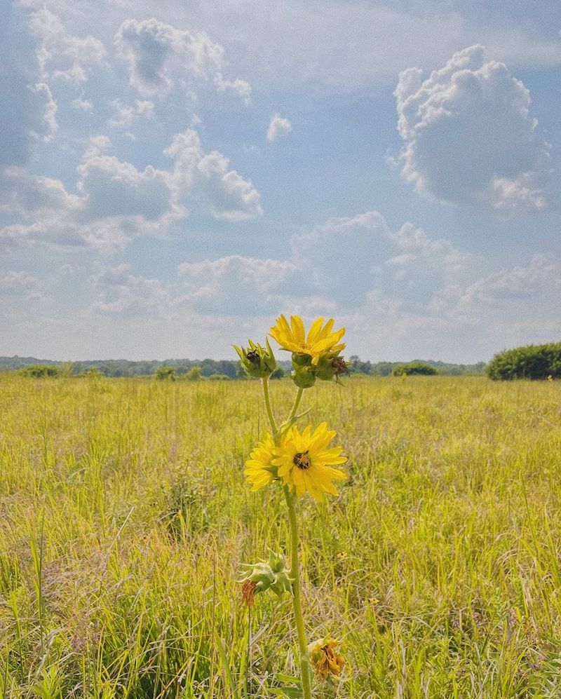 Prairie Light And Wind