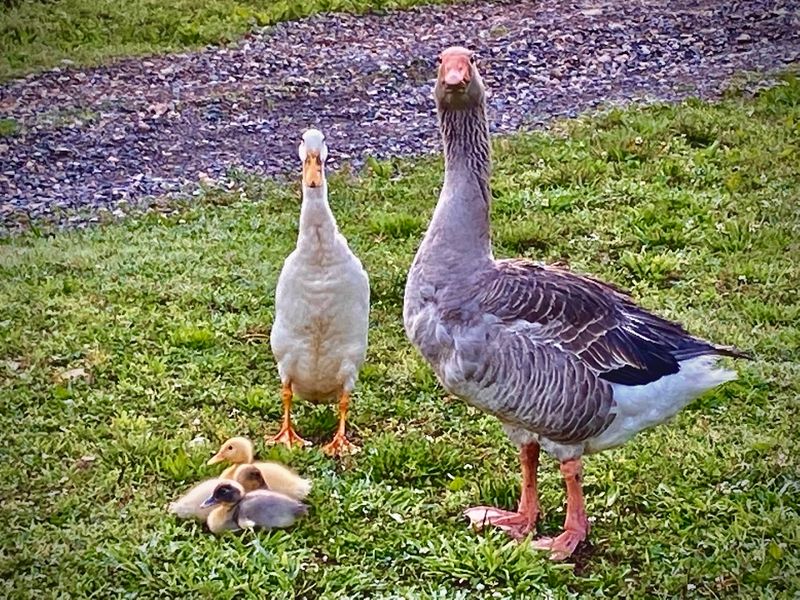 Quiet Moments Beside The Animals Quiet Moments Beside The Animals