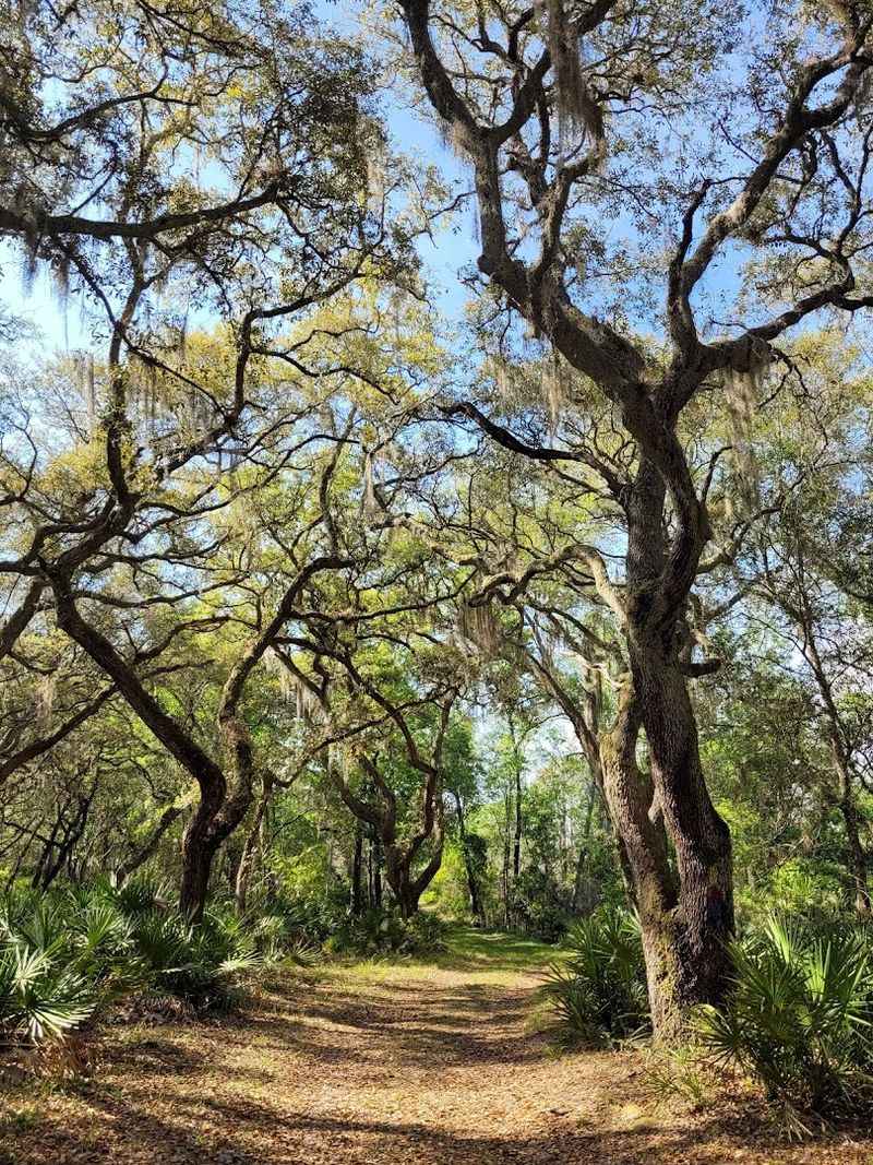 A Walk In Old Florida Ecology