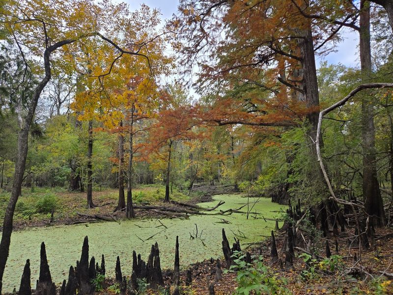 Rich Biodiversity With Alligators And Deer