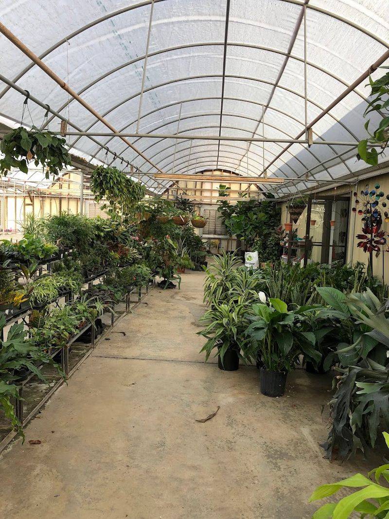 Quiet Rows Of Locally Grown Plants