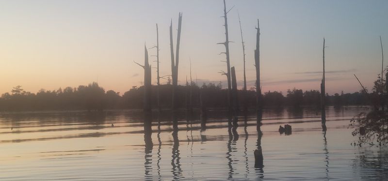 Quiet Sloughs Make Ideal Reptile Territory