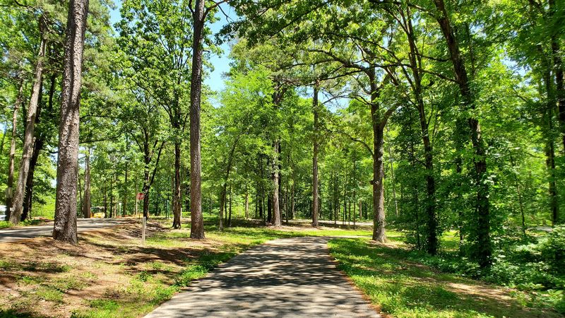 Quiet Trails Beneath The Canopy
