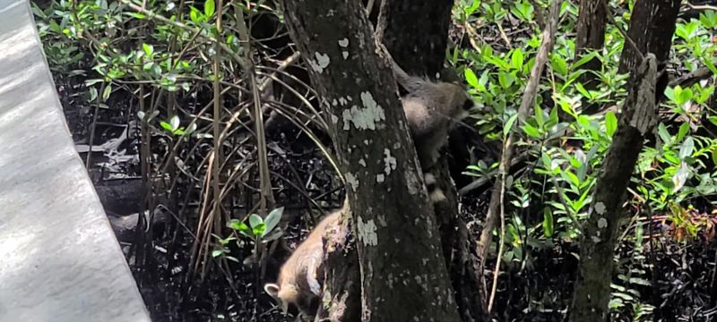 Raccoons With Big Personalities Raccoons With Big Personalities