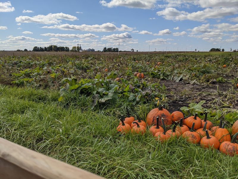 Rader Family Farms