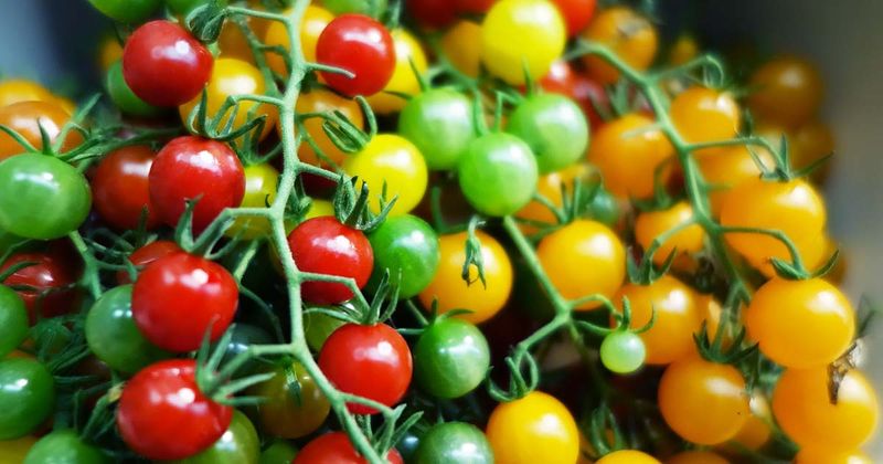 Tomato Treasures