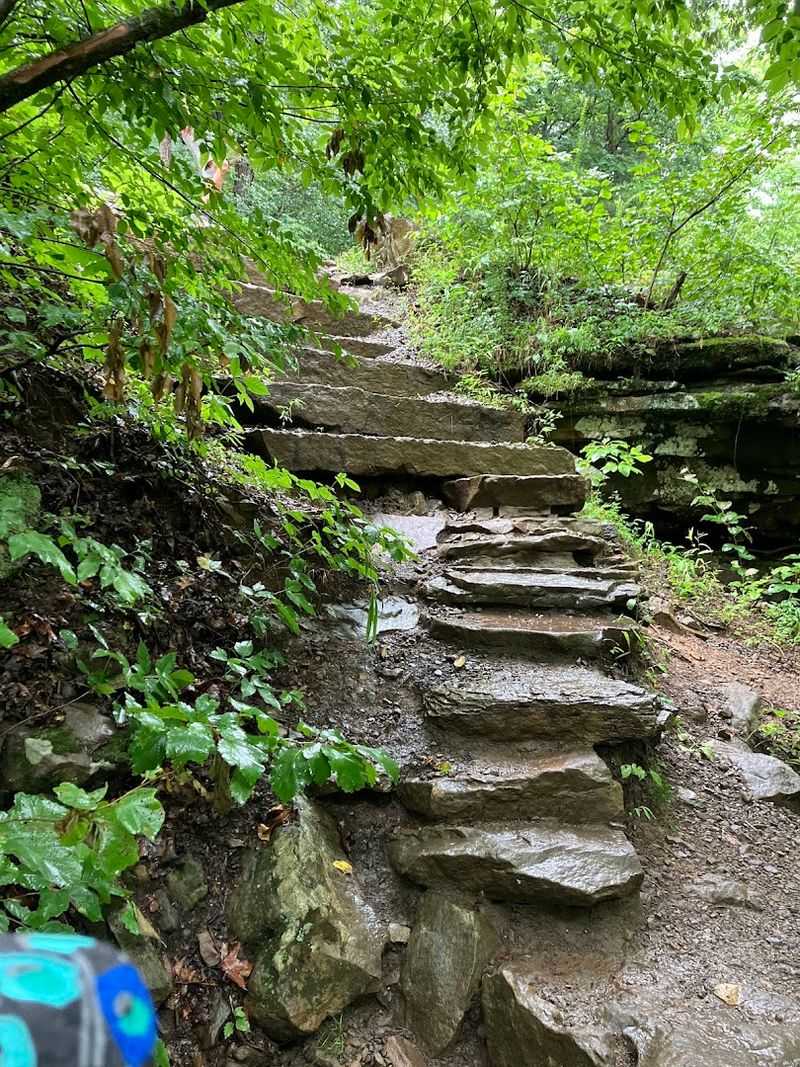Forest Road Access Through Quiet Ozark Terrain