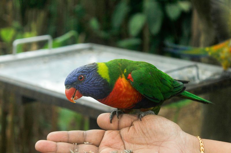 Rainbow Lorikeet Forest