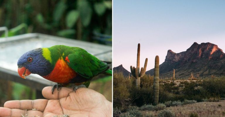 Rainbow Lorikeets Will Land All Over You At This Arizona Ostrich Ranch