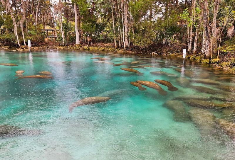 Three Sisters Springs, Crystal River