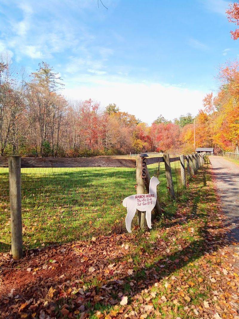 Outback Alpacas, Montrose