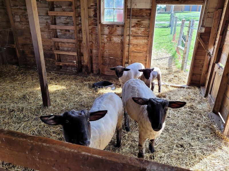 Primrose Farm, St. Charles