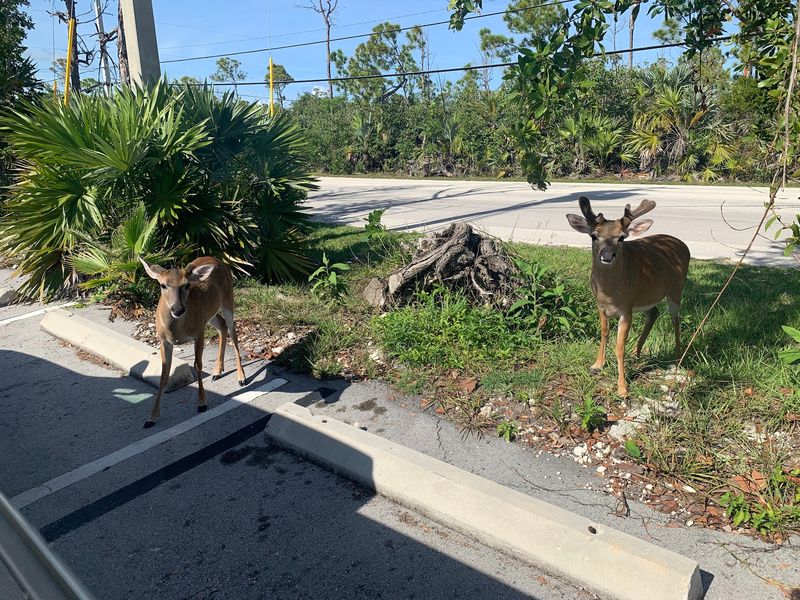 Rangers Who Point You Straight To The Deer Rangers Who Point You Straight To The Deer