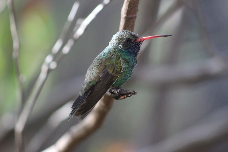 Walking Through The Hummingbird Aviary
