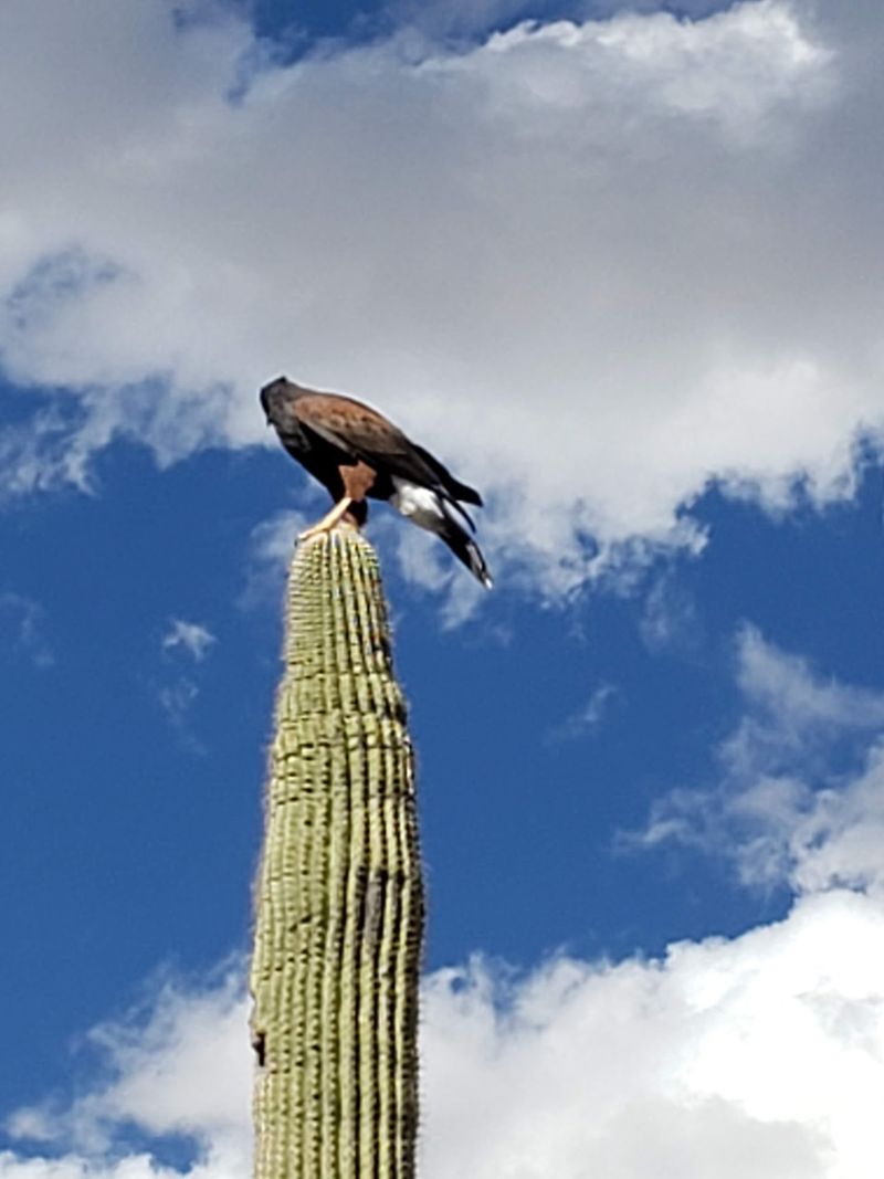 Raptors, Hummingbirds, and the Walk-Through Aviary